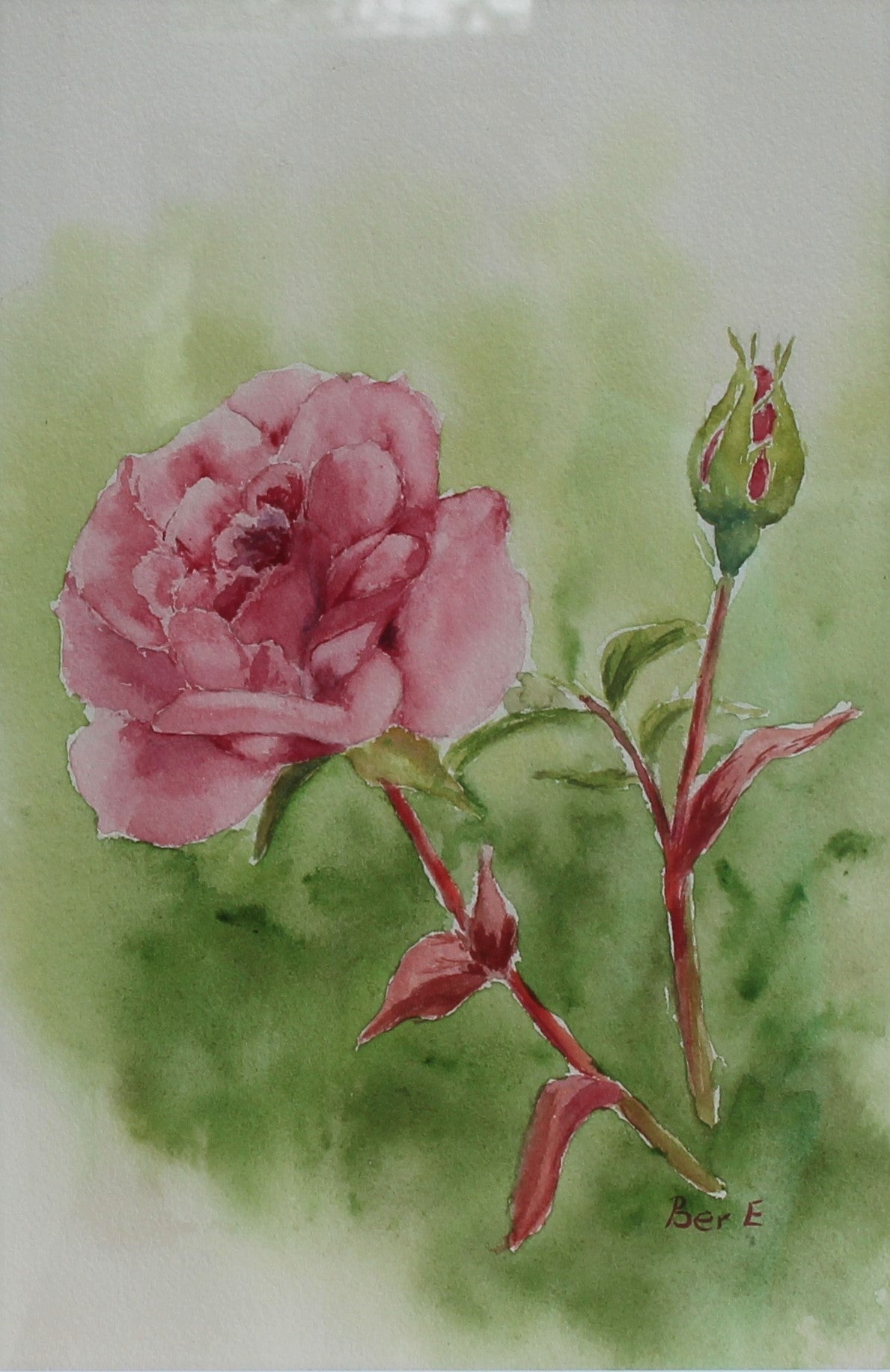 Beauty in Pink. Watercolour on paper framed under glass and ready to hang